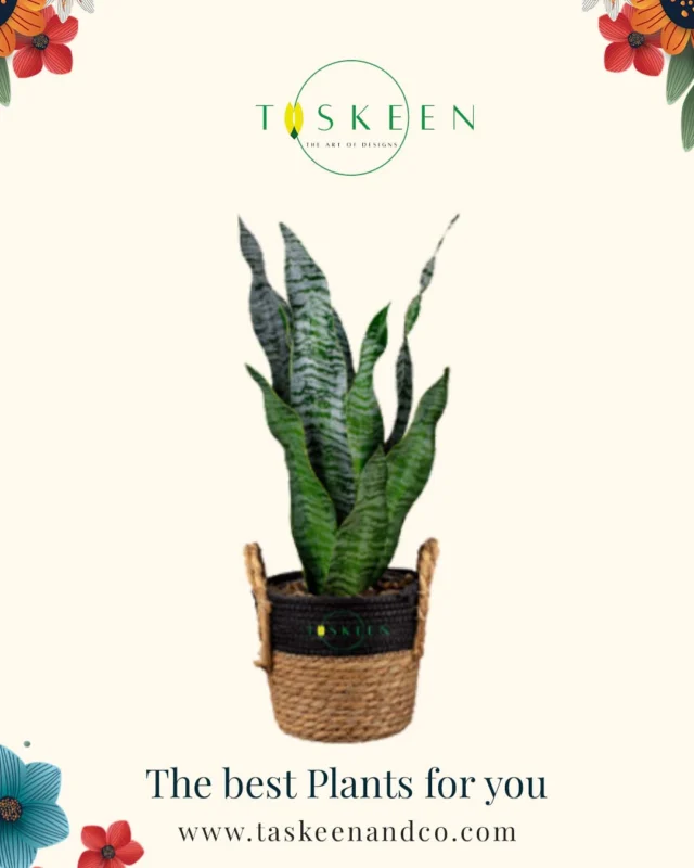 🌸 Brighten Your Space with Taskeen & Co! 🌸
Looking for the perfect floral touch? 🌿✨ At Taskeen & Co, we bring you the freshest blooms and elegant designs to elevate your home, office, and special moments!

💐 Why Choose Us?
✔️ Handpicked premium flowers 🌷
✔️ Unique, artistic floral arrangements 🎨
✔️ Perfect for gifts, décor, and events 🎁
✔️ Hassle-free online ordering & delivery 🚚

🌿 Let nature’s beauty bloom in your life! 🌿

📍 Visit us: www.taskeenandco.com
📷 Follow us: #moreandmore  #taskeenandco #Gifts 

Tag someone who needs a little floral magic today! 💕✨ #TaskeenAndCo #FloralDesigns #flowerlovers