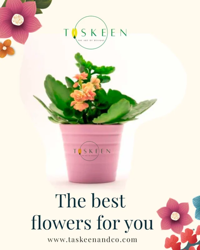 🌸 Brighten Your Space with Taskeen & Co! 🌸
Looking for the perfect floral touch? 🌿✨ At Taskeen & Co, we bring you the freshest blooms and elegant designs to elevate your home, office, and special moments!

💐 Why Choose Us?
✔️ Handpicked premium flowers 🌷
✔️ Unique, artistic floral arrangements 🎨
✔️ Perfect for gifts, décor, and events 🎁
✔️ Hassle-free online ordering & delivery 🚚

🌿 Let nature’s beauty bloom in your life! 🌿

📍 Visit us: www.taskeenandco.com
📷 Follow us: #moreandmore #taskeenandco #Gifts

Tag someone who needs a little floral magic today! 💕✨ #TaskeenAndCo #FloralDesigns #flowerlovers